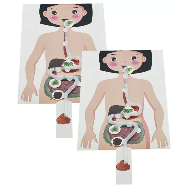 2 Sets of DIY Craft Food Human Digestive System Models Kids Educational Toys 2