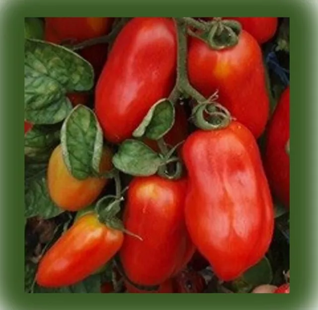 ORGANIC Tomato SEEDS BLUE BEECH - Heirloom Non-GMO - UK Premium Seeds x10