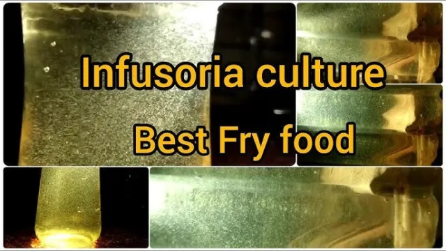 Infusoria-mature culture-live food-ready to feed betta fry-killifish fry-Natural