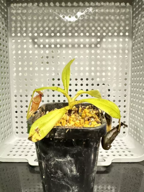 Nepenthes Bicalcarata