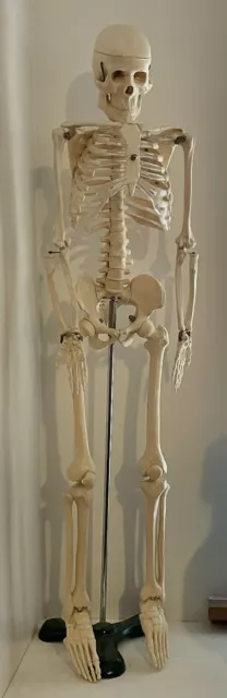 33” Model Skeleton- Anatomical/Human Anatomy-Medical Teaching- With Stand!