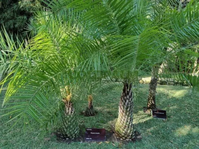 Nepalese Dwarf Date Palm - Phoenix acaulis - 5+ seeds - Samen - Gx 166