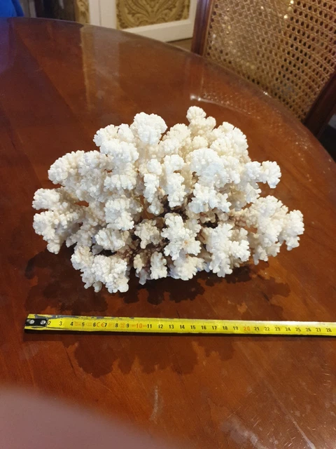 Corail blanc Ancien Minéraux Coquillage