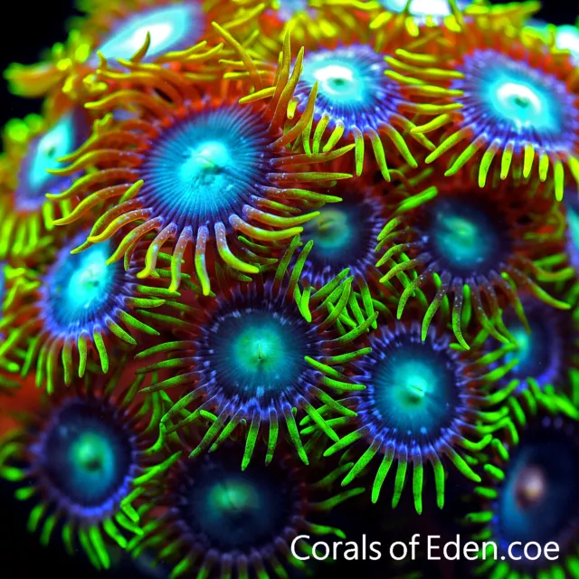 CORALS OF EDEN ~ Crazy Kraken Zoanthid Coral Frag - Live Coral for Sale LPS SPS