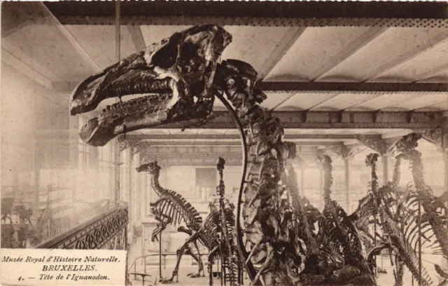 Dinosaur, History, Iguanodon Skeletons, Brussels, Belgium, Vintage Postcard