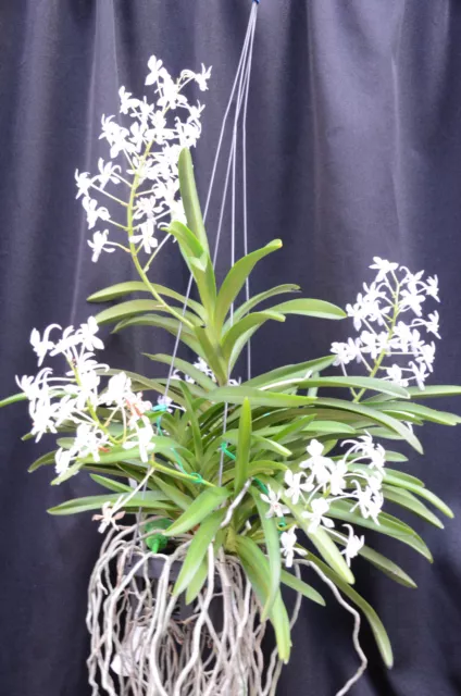 Orchid - Vandachostylis Lou Sneary