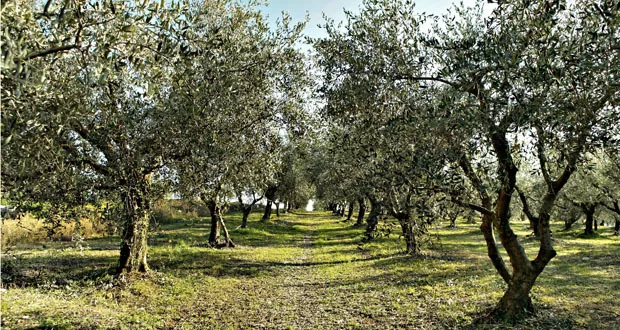 Novello 2024: 5Lt Olio Extravergine D’oliva Coratina - Produzione Limitata 3