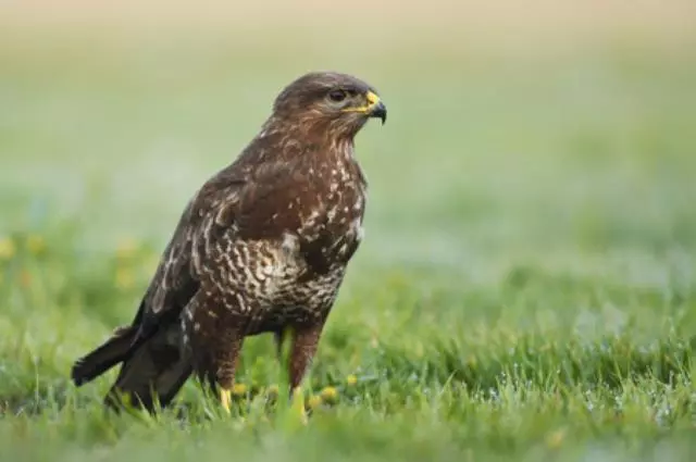 Mäusebussard (Buteo buteo) (90270807)