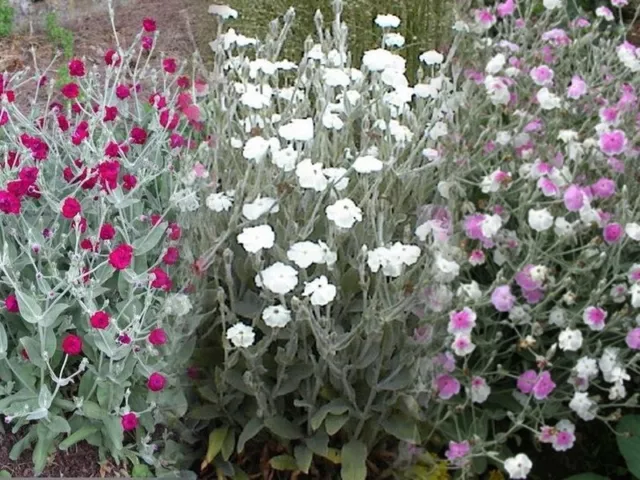 500 Graines Coquelourde -Lychnis - variété en mélange (Fuschia, Blanc, Bicolore)