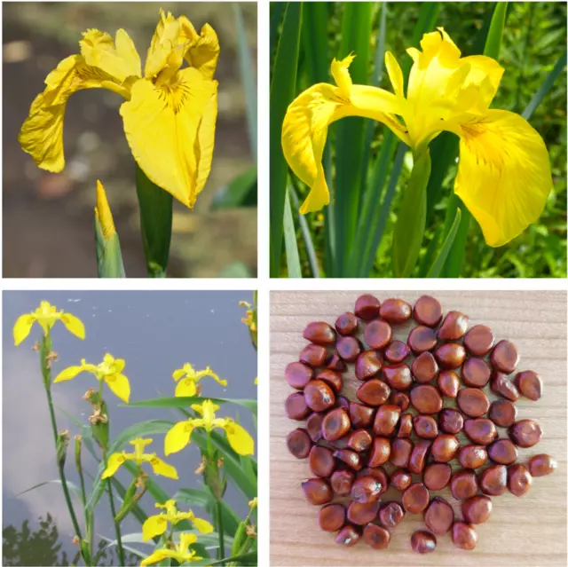 100 Iris pseudacorus seeds Yellow flag Flambe d'eau Lirio amarillo de agua