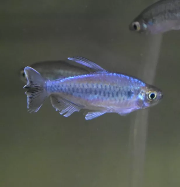 Live 1.5-2" Congo Tetras (Pack of 3 Freshwater Aquarium Fish) *PLS READ DESCR*