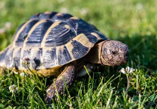 250 Graines De Plantes Nourriture Tortues * Zero Phyto *