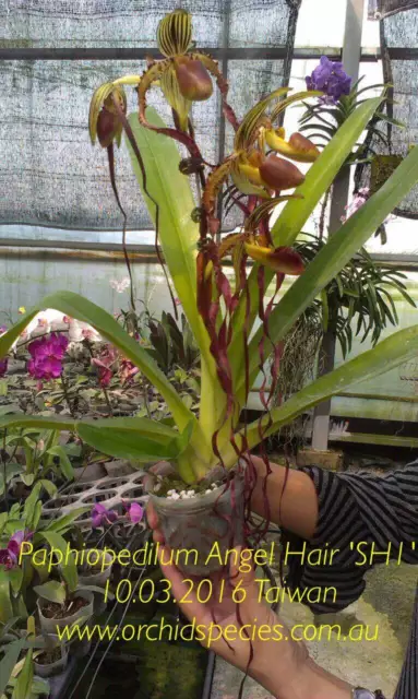 QOB Orchid Multiflorous Paphiopedilum Angel Hair x Bel Royal 100mm pot LP150mm
