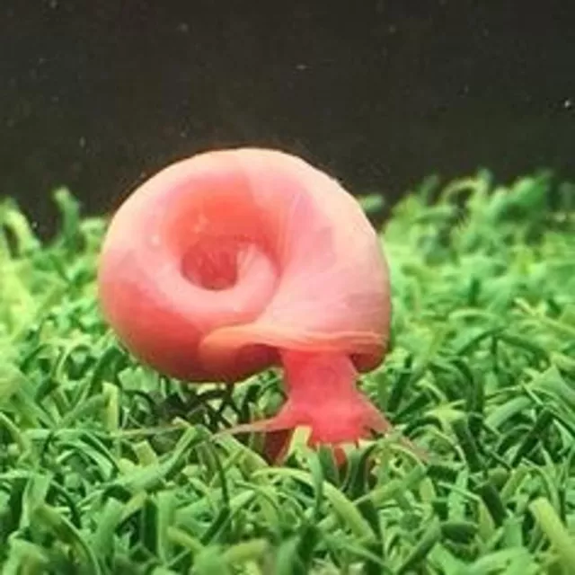 10 x Pearl Pink Ramshorn Snails - Aquarium / Pond - Feeder / Algae Clean Up Crew