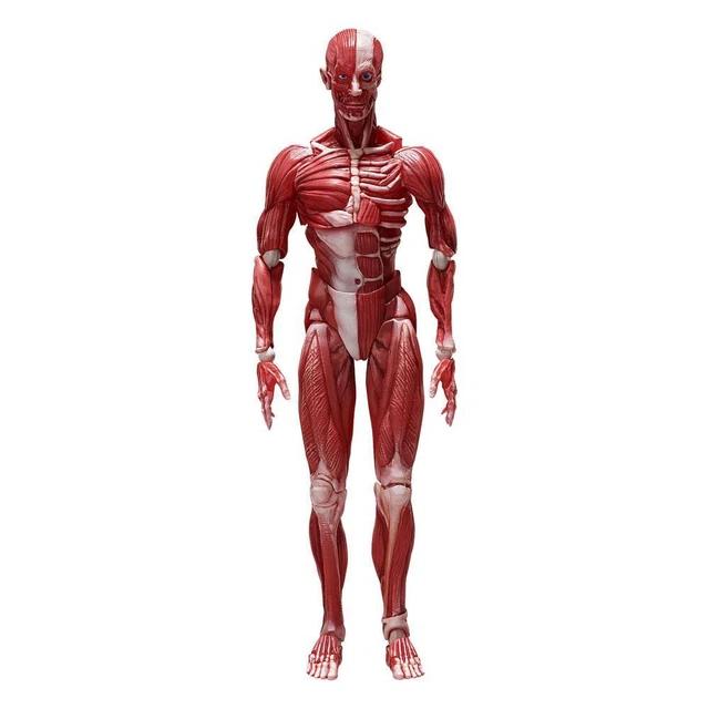 ORIGINAL CHARACTER FIGMA Action Figura Human Anatomical Model 15 Cm ...