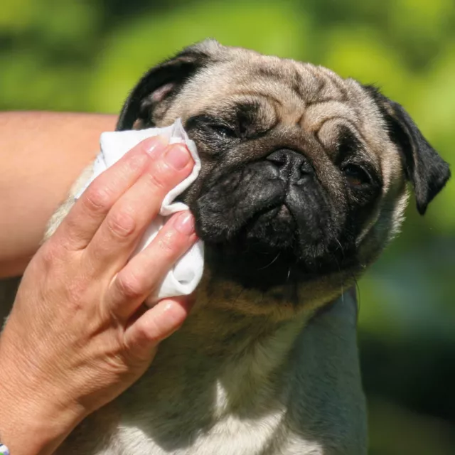 Schecko - Vital Augenpflege- Tücher,  120 Stück, Hundepflege, Hundeaugenpflege 3