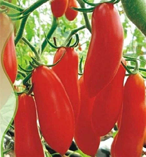 Eduardo F1 Tomatensamen – San Marzano Flaschentomate, 12 Korn, Resistent, Für Freiland & Saucen