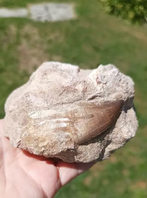 Mosasaur on Matrix real teeth tooth with root fossil Dinosaur Marine  Jaw 3