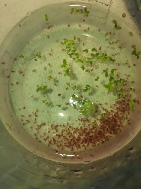 500+ Daphnia Magna LIVE Fish Food(buy2 Get 1 Free)