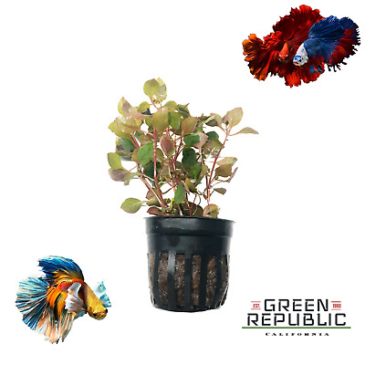 Ludwigia Repens Rubin Red Pot B1G1 50% Freshwater Live Aquatic Plant Snail Free
