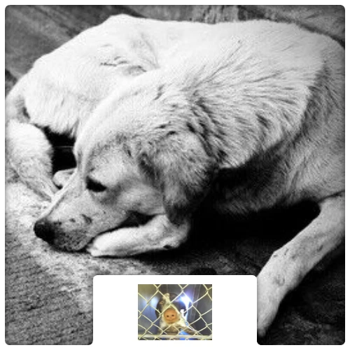 $50 Charitable Donation For: Second Chance Medical Fund