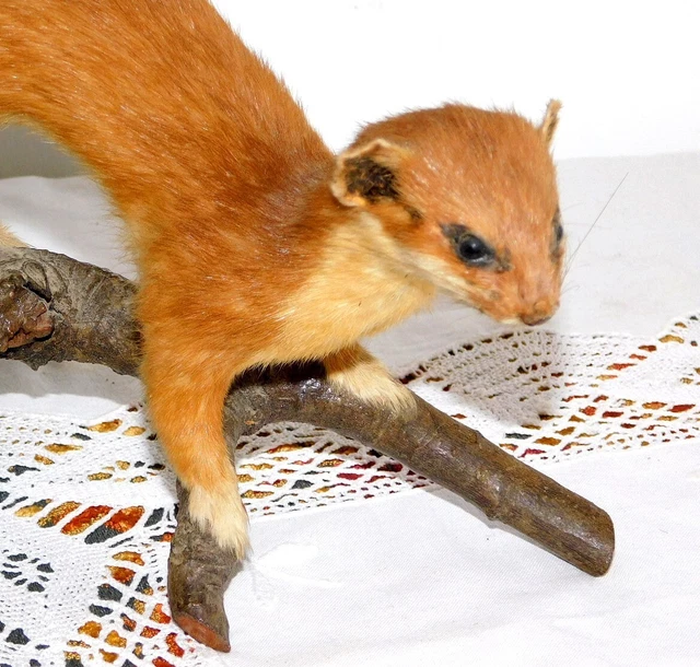 Taxidermie Furet naturalisé
