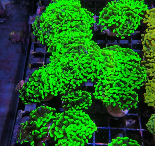 Green Hammer Coral Single Head Marine aquarium LPs Hard Coral