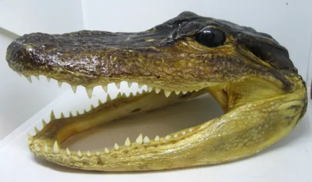 Alligator Taxidermy Head Skull Real Sharp Teeth Jaw Gator Swamp Reptile 7.5" L
