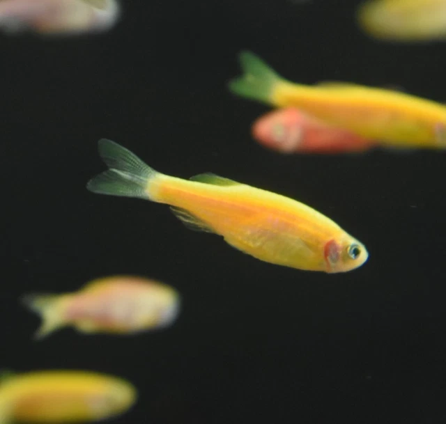 Live Assorted Rainbow Glow Danio (Pack of 6 Aquarium Fish) *PLS READ DESCR* 9