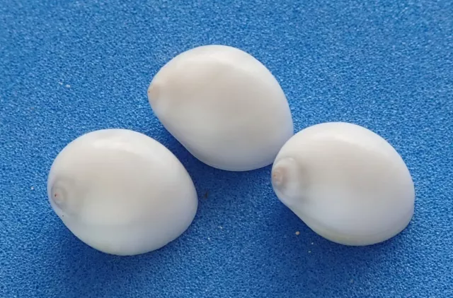 Coquillage de collection : Polinices mammillia AO (x3) (Naticidae) Seashell