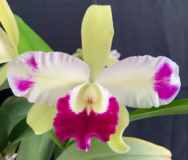 RON Cattleya Orchid Special Quality Div Ctyh. Mae Bly 'Ching Hua Splash' AM/AOS