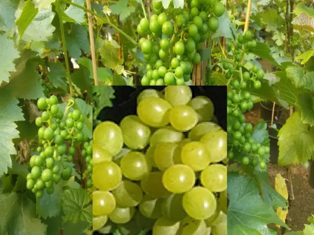 Vitis Gelber Augusteller früh Weinrebe Tafeltraube Weintraube Winzersorte