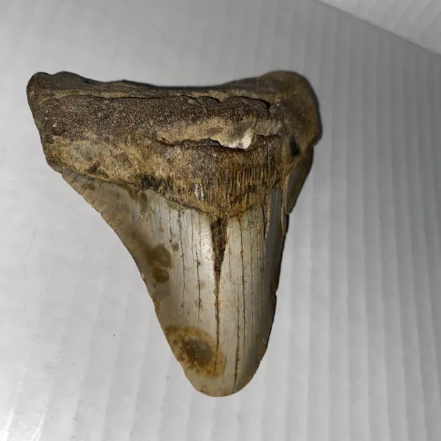 MEGALODON Shark Tooth 4 3/8" sharks tooth
