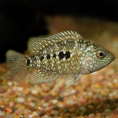 1.75" - 3" Texas Cichlid Live Fish *FREE Expedited Shipping*