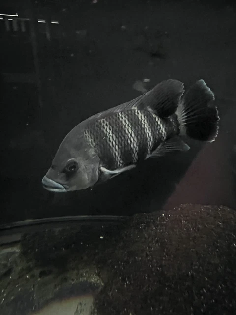 Live Buttikoferi Zebra Tilapia Cichlid (10-11” Live Aquarium Fish)