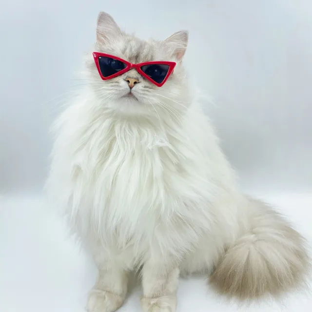 1PC Lovely Pet Eyeglasses Triangle Glasses Cool Cat Dog Photos Props Accessories