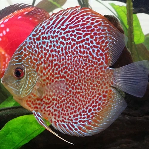 1 Freshwater Leopard Discus Tropical Live Aquarium Fish Approx. 2.5" Inches