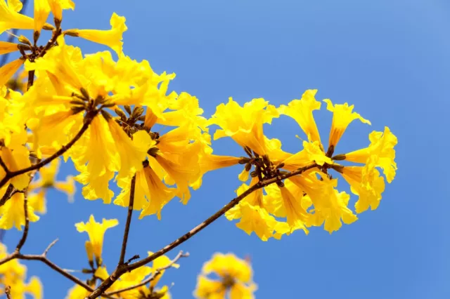 SAMEN Garten Pflanzen Samen winterharte Zierpflanze Saatgut Baum TROMPETENBLUME