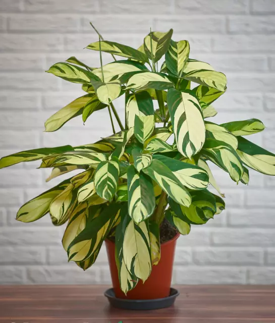 Ctenanthe pilosa 'Golden Mosaic' Variegated House Plant in 7cm pot