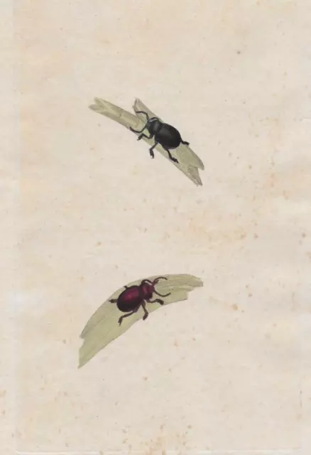 19th century Antique Insect Engraving