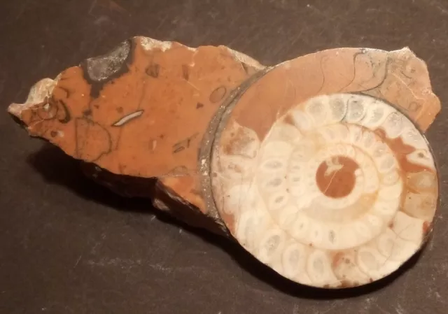 Ammonit, Fundort unbekannt, 83g, 9*5*2,5cm