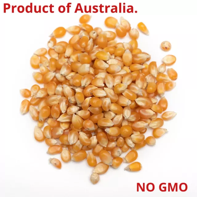 ORGANIC  POPCORN  Kernels Corn Seeds - PRODUCT OF AUSTRALIA - NO GMO - POPCORN