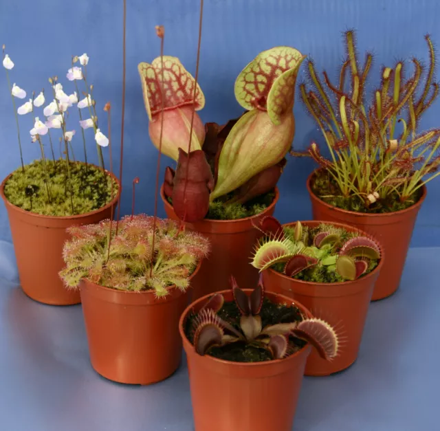 6 CARNIVOROUS PLANT COLLECTION: Venus fly trap; 2x Drosera; 2x Sarracenia; Utric