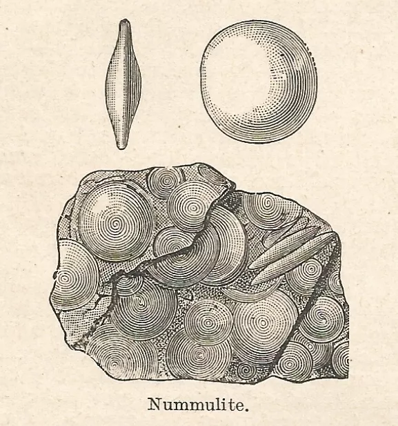 A7603 Nummulite - Xylograph - Print Antique Of 1928