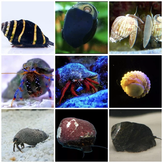 300 Assorted INVERT/SNAIL CREW --- Live Saltwater Aquarium! *FREE SHIPPING*