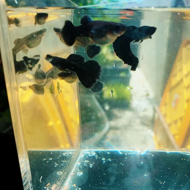 1 trio - full black Guppy - High Quality Live Guppy Fish US Seller