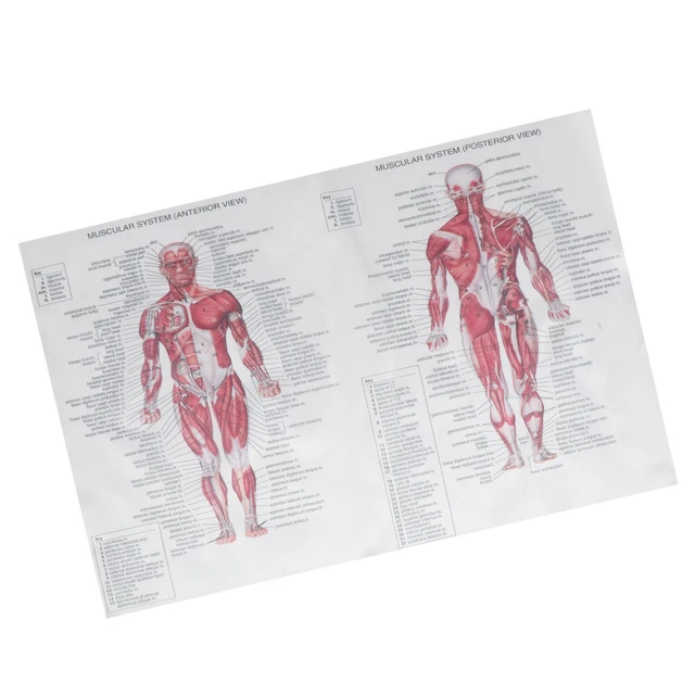 THE MUSCULAR SYSTEM Poster Anatomy Chart Muscle Human Medical £8.55 ...