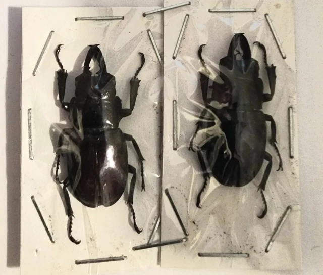 ENTOMOLOGIE CETONIIDAE GOLIATHUS albatus Mâle 78.3 mm Cameroun Manfé EUR 99,00 - PicClick FR