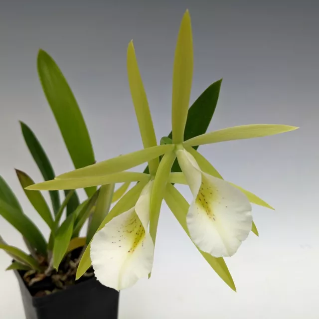 orchid plant - seedling
