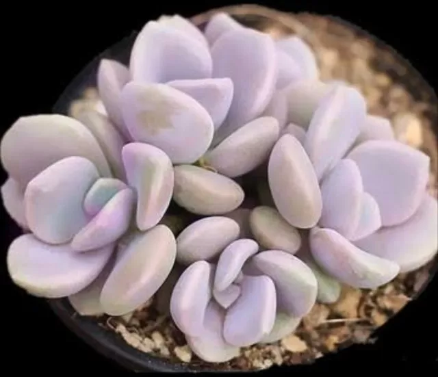 Graptopetalum Roma  Graptoveria Margaret Rose 5cm diameter  🏵️limit one buy